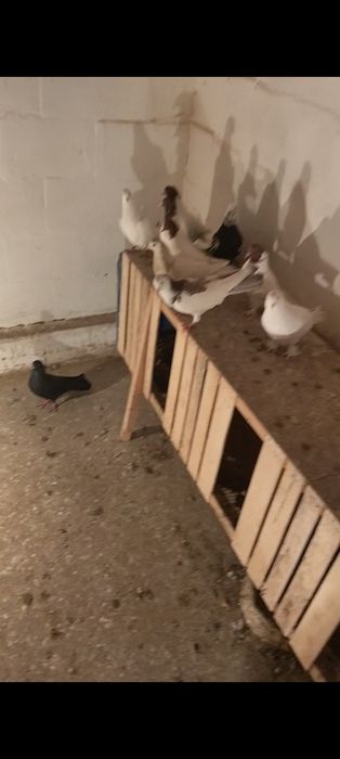 Продам бакинцев,маладеж краснагаловых игра лет  кровь хорошая