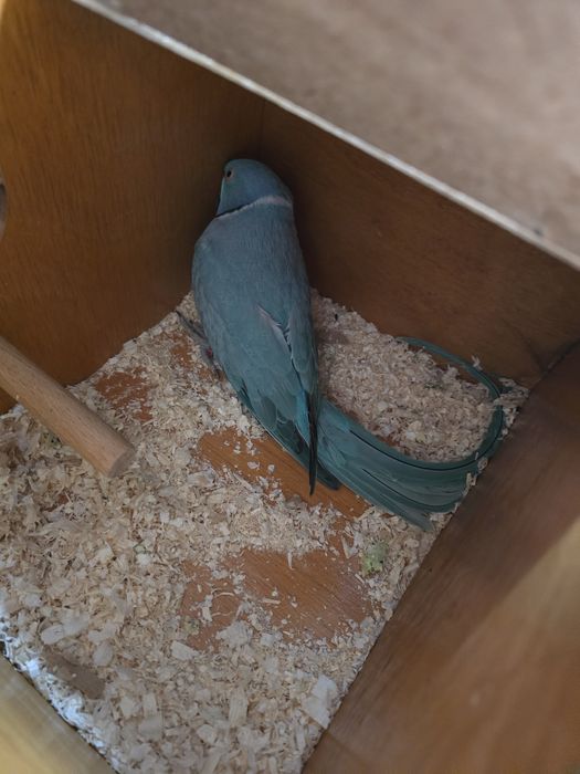 De Vânzare  Papagali