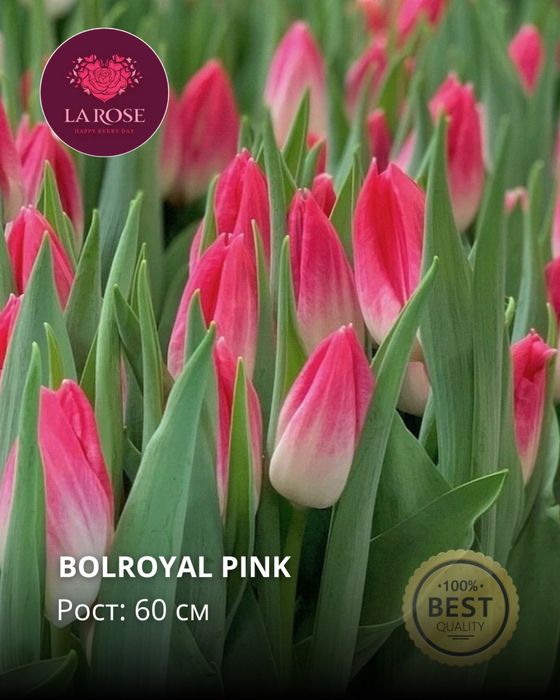 Премиальные тюльпаны оптом к 8 Марта