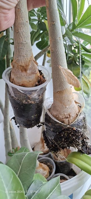 Адениум, сеянцы 1 год