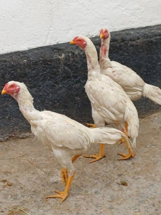 Дакан пепельный цвет