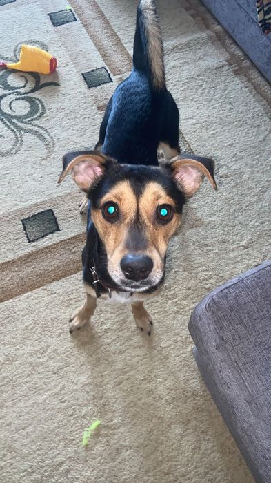 Потерялся пинчер Рон