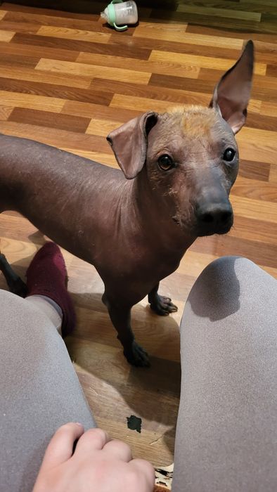 Отдам в добрые руки