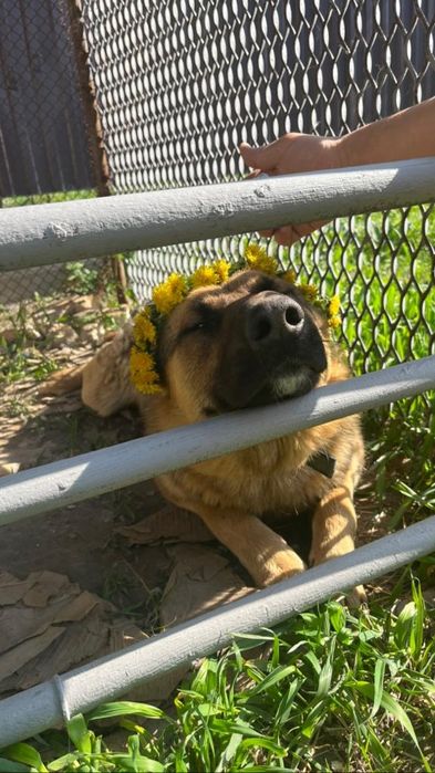 Вязка овчарка немец чистый