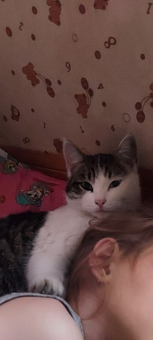 Отдам хорошего котика