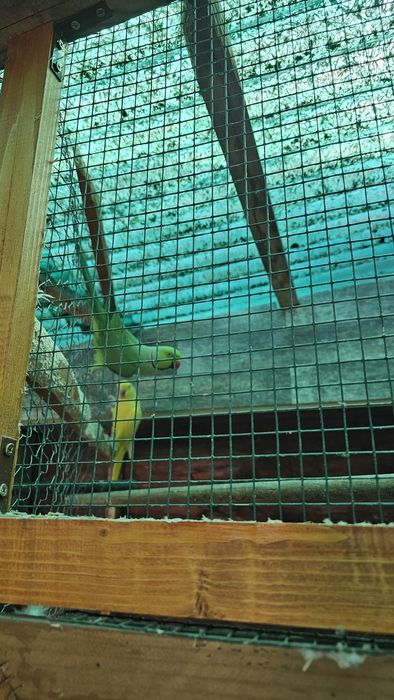 Vand pereche Micul Alexandru