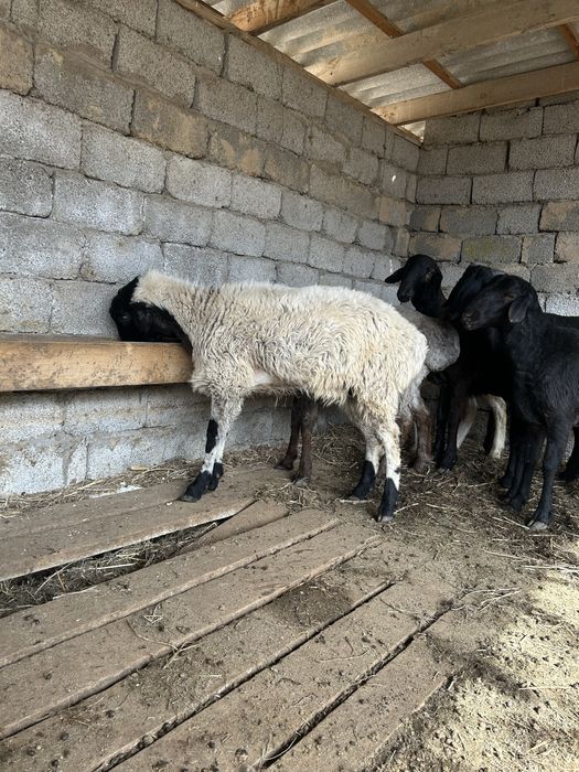 Кошкар 1-1,5 жасар