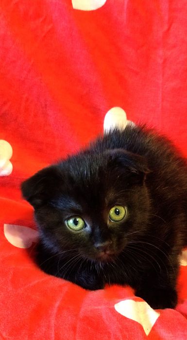 Продаются шотландские вислоухие