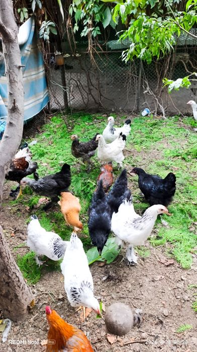 Продам курочек и петушков породы брама