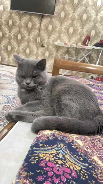 Британская кошка мужского пола