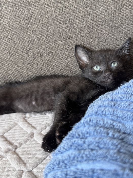 Котята в добрые руки (с вещами)