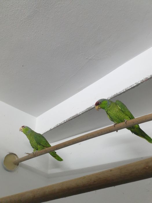 Papagali amazon vinci maturi