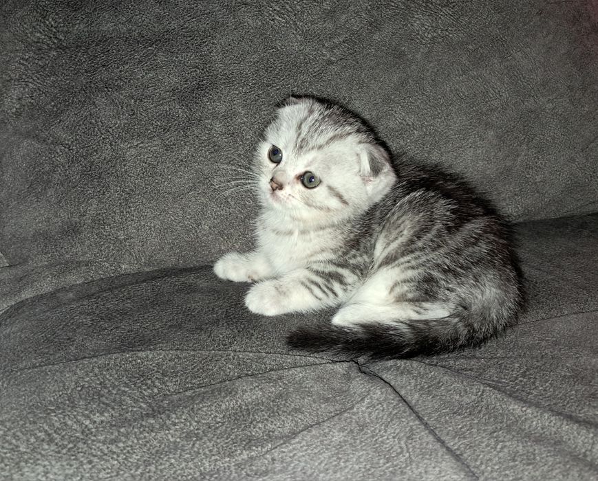 Шотландская вислоухая девочка