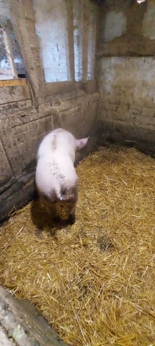 Продавам женско прасе