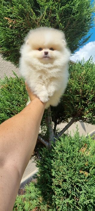 Померан мини мини