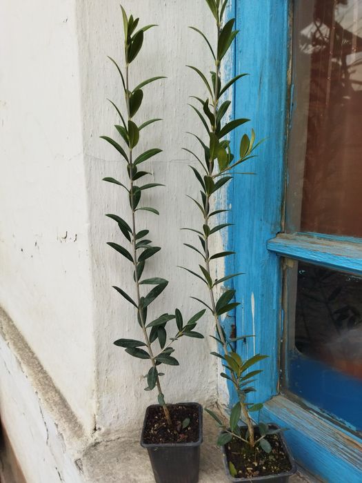 Zaytun kochati bor cheklamagan miqdor