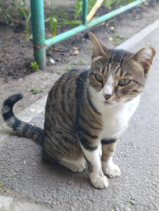 Кошка,кошка,кошка