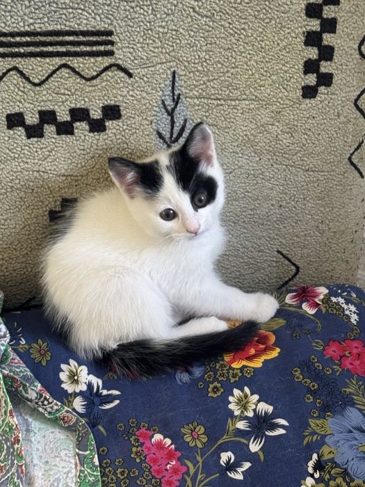 Котята домашние 2,5 месяца два мальчика и девочка