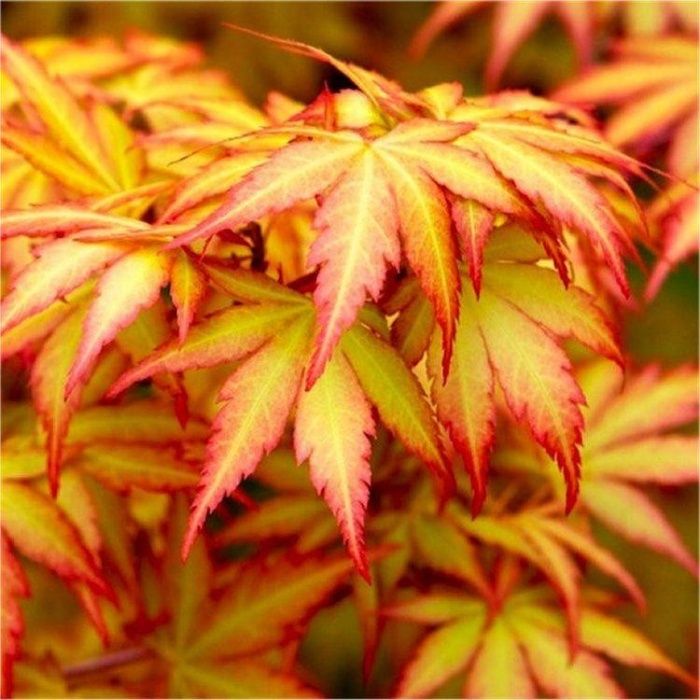 Artar japonez Acer palmatum atropurpureum Katsura Garnet Sango kaku