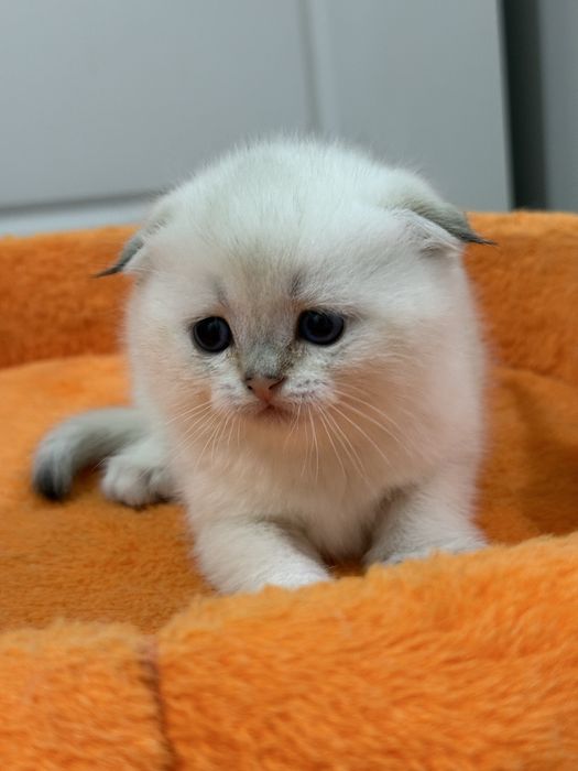Шотландский вислоухий котенок!