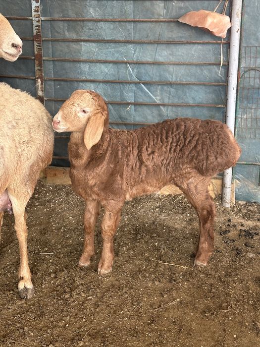 Qirgiziston ARASHANI ona bola