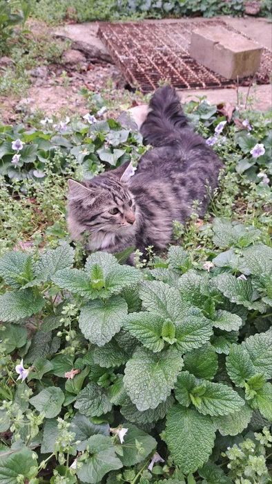 Отдам котенка даром в хорошие добрые руки.