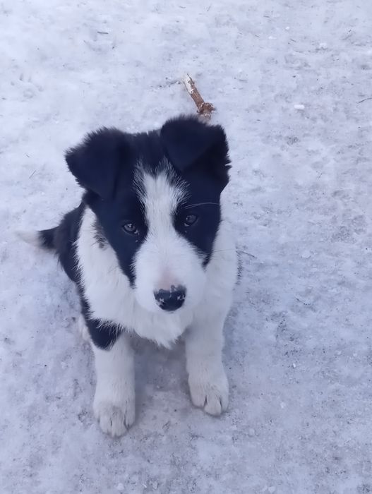 Щенки в добрые руки