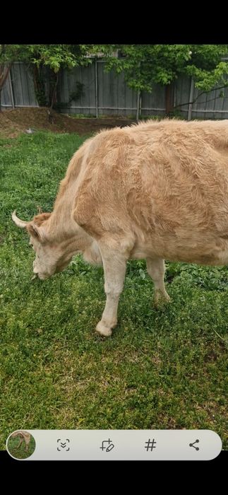 Молодая корова с теленком