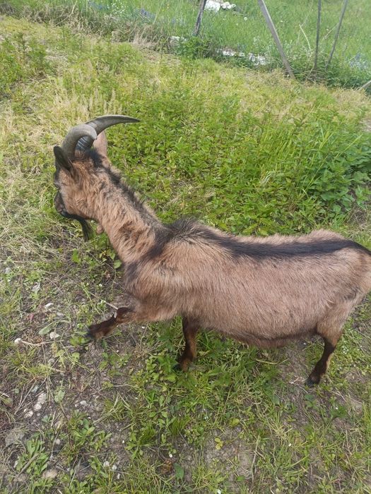 vand tap alpin francez