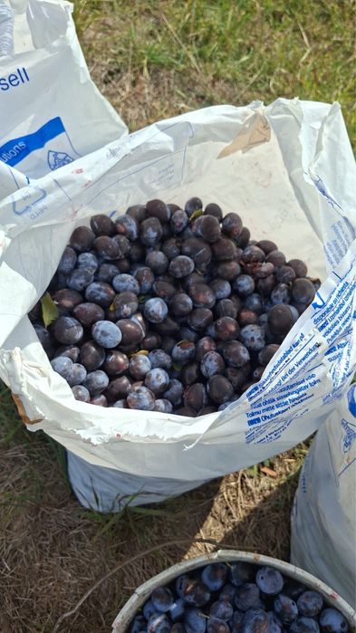 Prune de tuica Sapata Arges