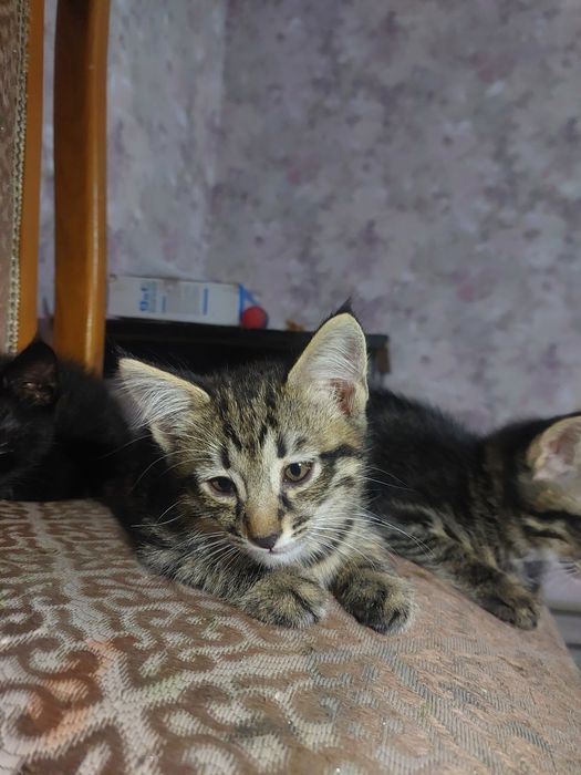 Отдам котят в добрые руки