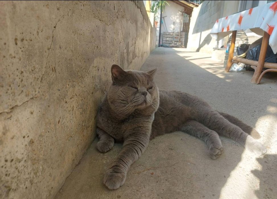 Британско късокосменно