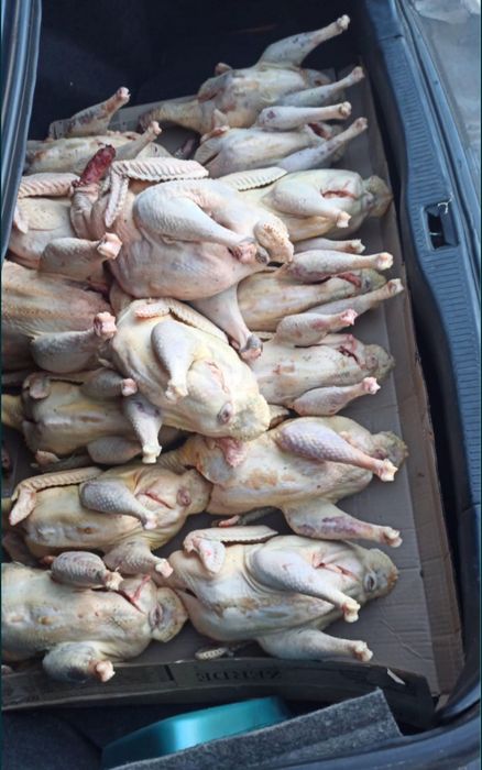 Куры индейка утки