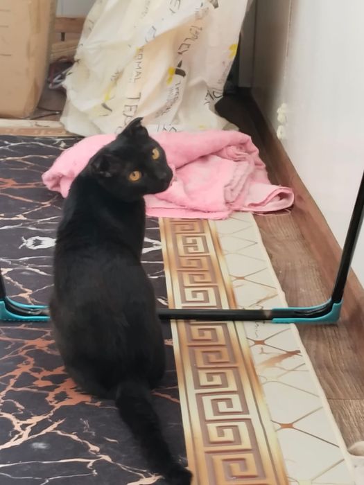 Подорю котят весло ухи