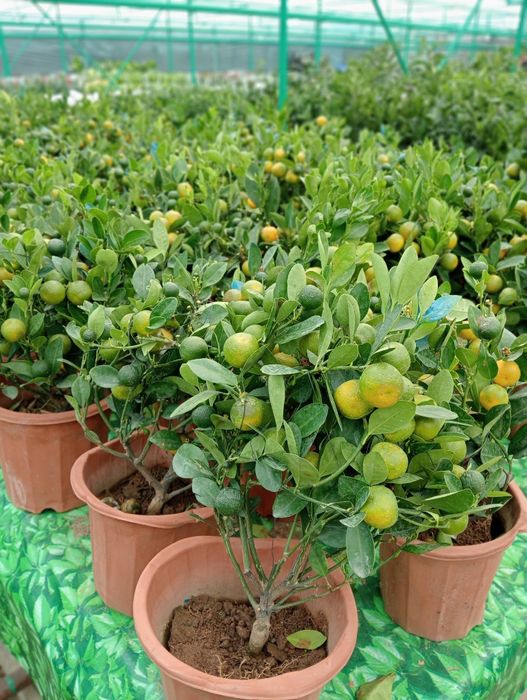 Мандарин ва кумкуват кучатлари сотилади хосиллари билан.