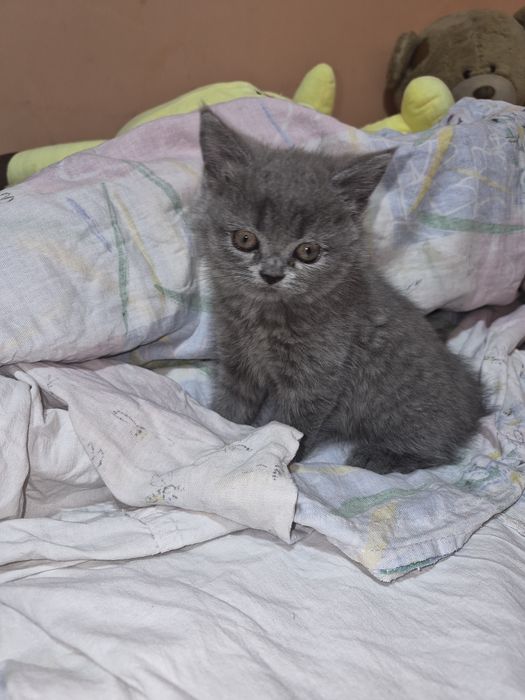 Продажа котят...