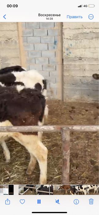 4 басұрғашы 8 бас еркек бағасы 269000