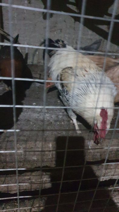 Xòroz xonaki sotiladi