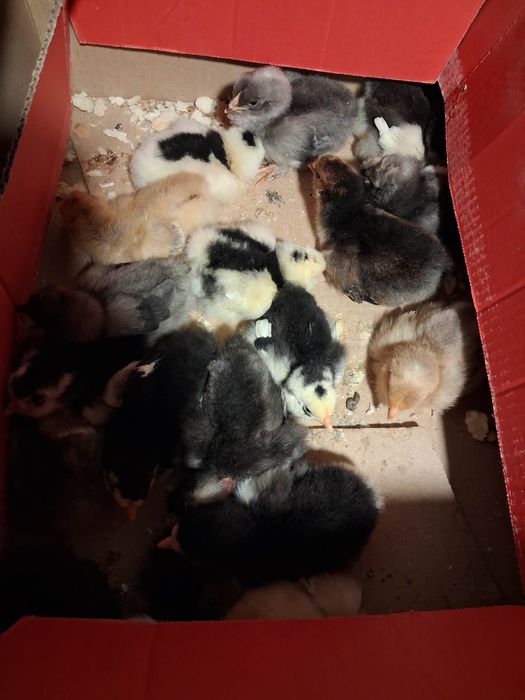 Vand pui de gaini moțate de rasa mai multe detalii la nr de telefon 07