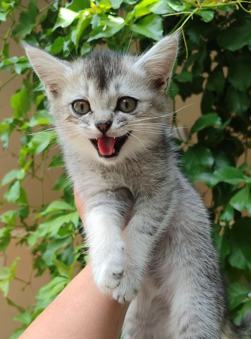Продаются котята