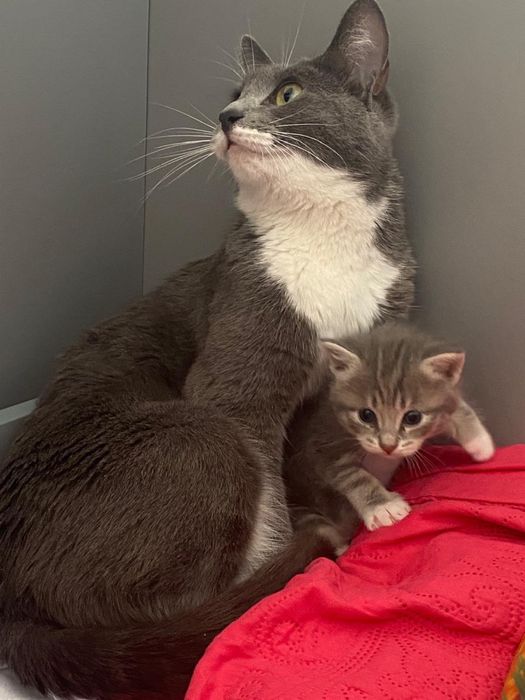 Отдам котят в добрые руки. Девочки