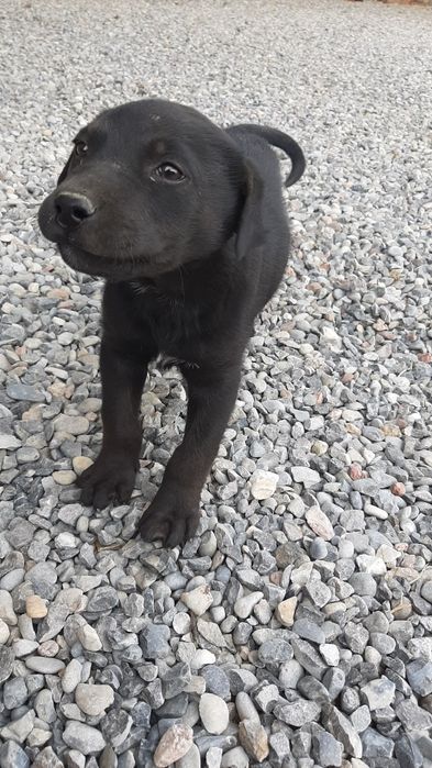 Продается щенок. Смесь , мать лабрадор отец доберман