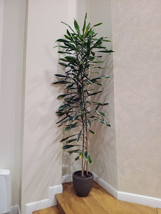 Floare Trunchiul fericirii (dracena fragrans)