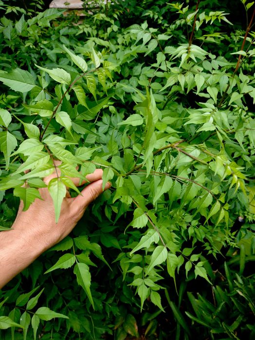Planta-Floare: Trambita, Luleaua turcului, Trompeta turcului, Trompeta de Virginia, (Campsis Radicans)