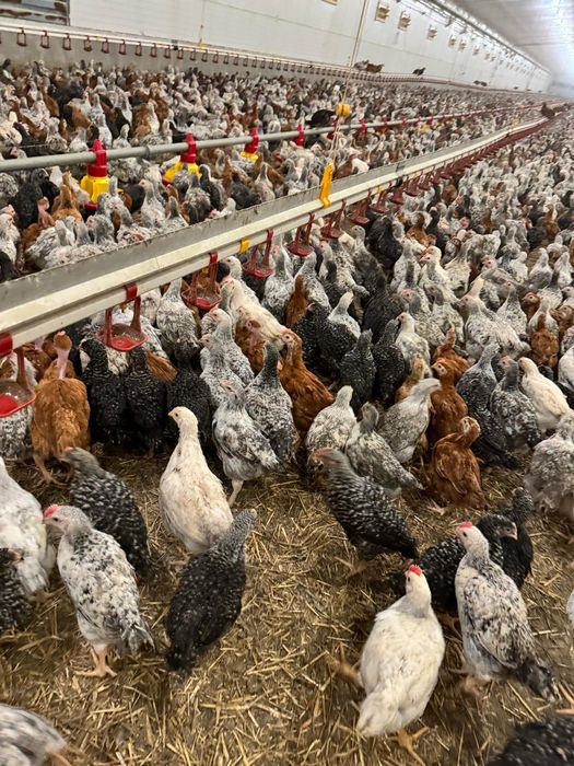 Puii albi de carne și rasa mixta