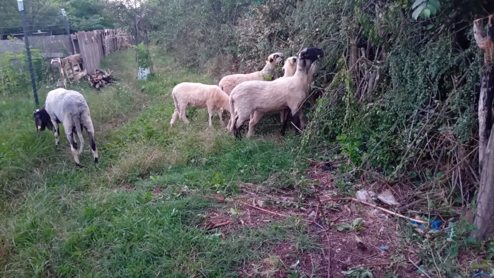 Ofertă   5 oi si un berbec  toate de rasă