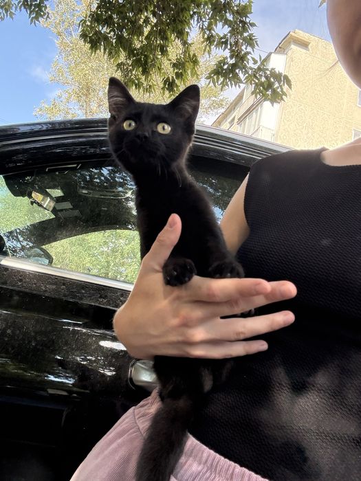 Котёнок в добрые руки