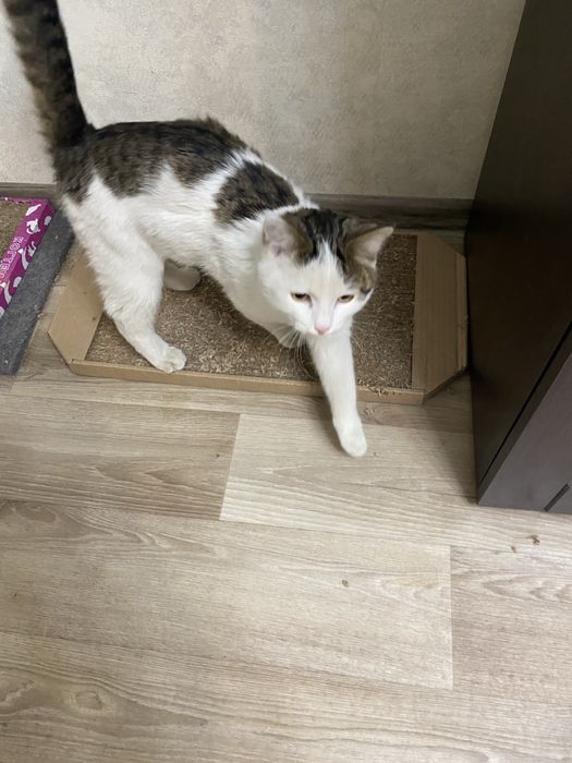 Дарю молодого котика