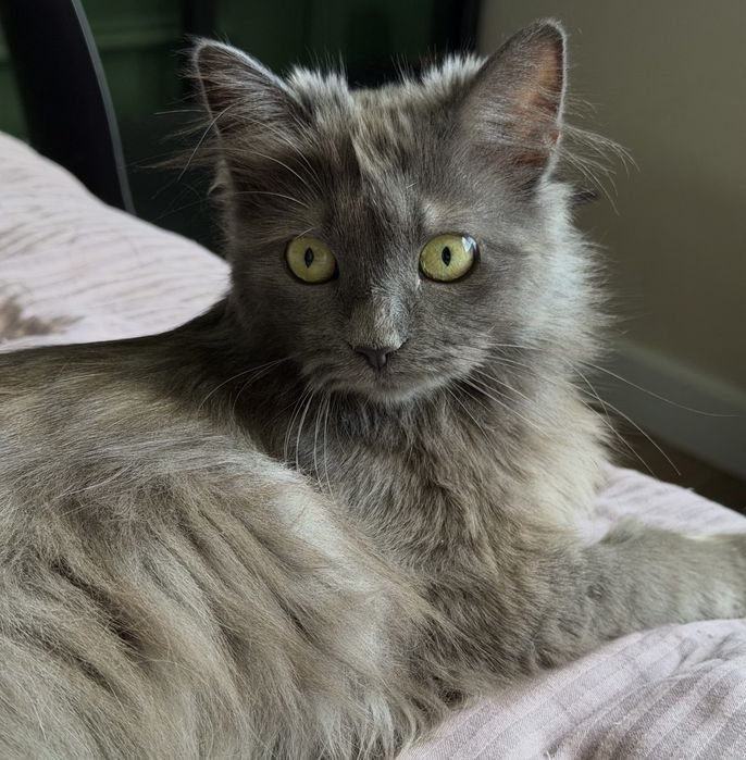 Кошка редкой породы Нибелунг