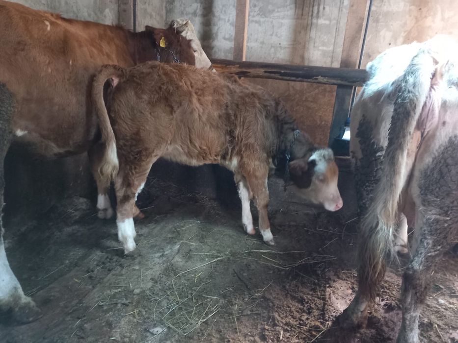 Vand animale si o moară de porumb